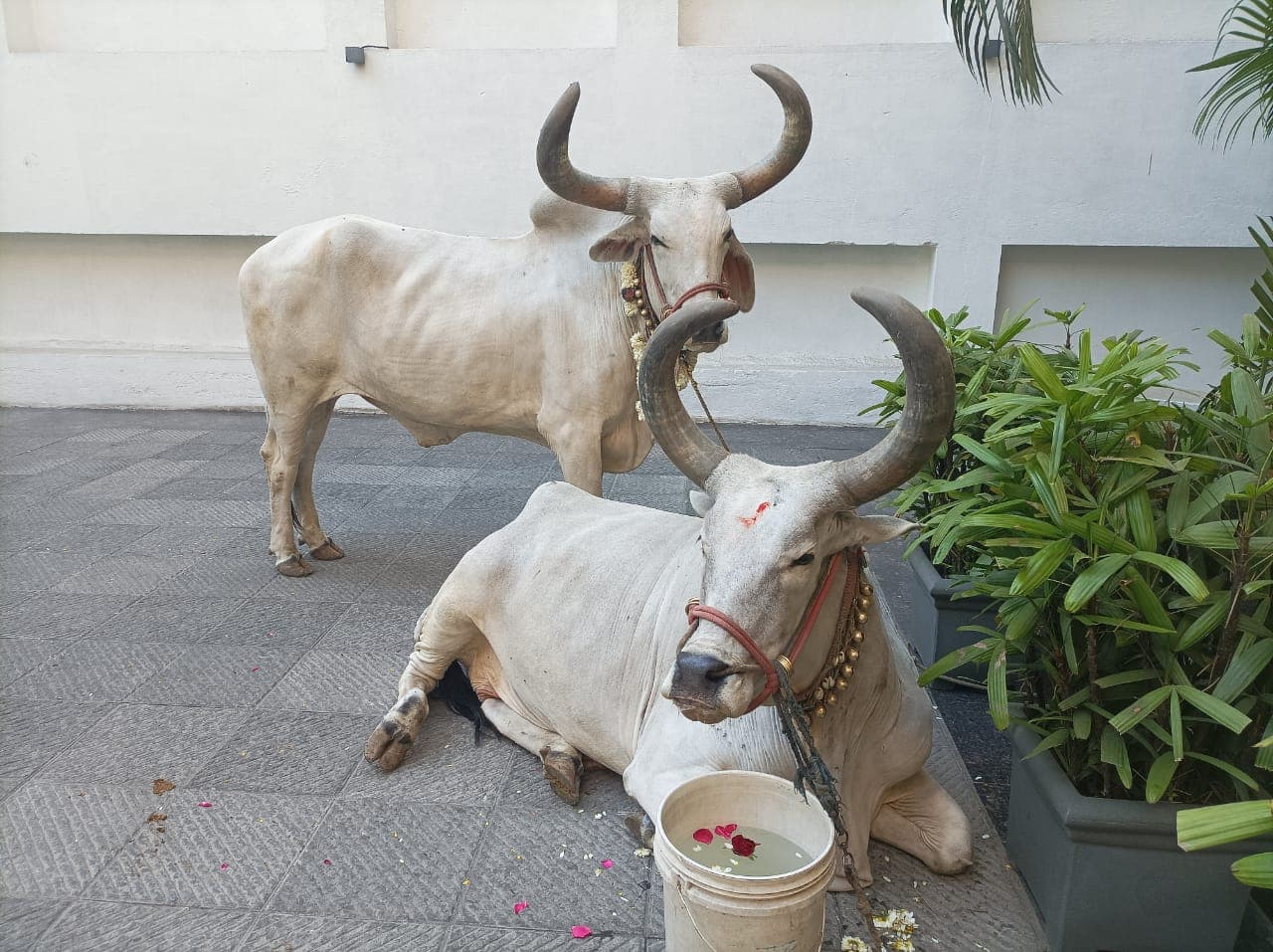 Desi cows at Gau-Vignyan Kendra — Gau Seva